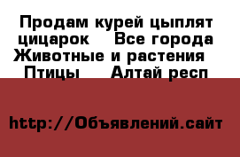 Продам курей цыплят,цицарок. - Все города Животные и растения » Птицы   . Алтай респ.